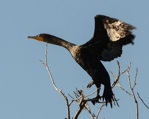 https://commons.wikimedia.org/wiki/File:Double-crested_cormorant_taking_off.jpg