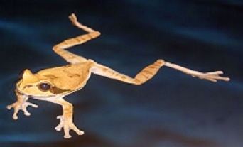 https://commons.wikimedia.org/wiki/File:Masked_tree_frog_swimming.JPG