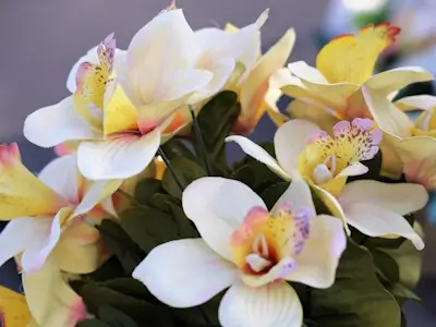 Bouquet d'orchidées : un symbole de respect et de sympathie souvent offert en guise de condoléances.