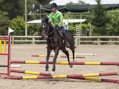 Un cheval saute par-dessus un obstacle très bas.