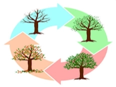 Dessins du cycle des quatre saisons