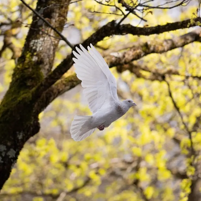 Un oiseau blanc prend son envol.