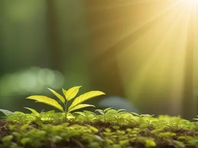 Une petite plante vigoureuse sous les chauds rayons du soleil.
