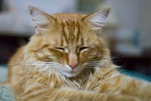 Photo d'un chat dormant paisiblement