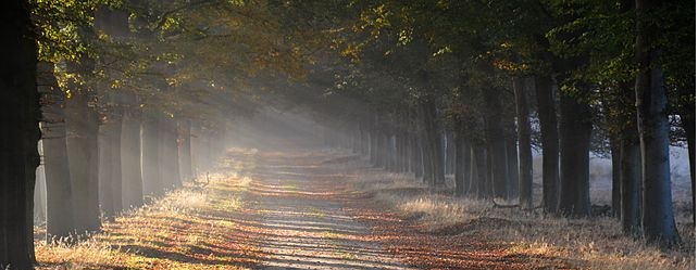 Un sentier illumine dans la forêt