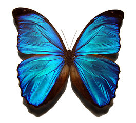 Un magnifique papillon bleu et blanc
