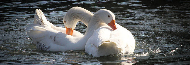 Deux canards blancs touchent les plumes l'un de l'autre.