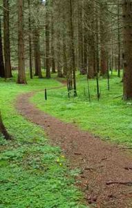 Un sentier dans une forêt de conifères.