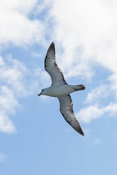 Un bel oiseau dans le ciel devant un ciel beau qui comporte quelques nuages.