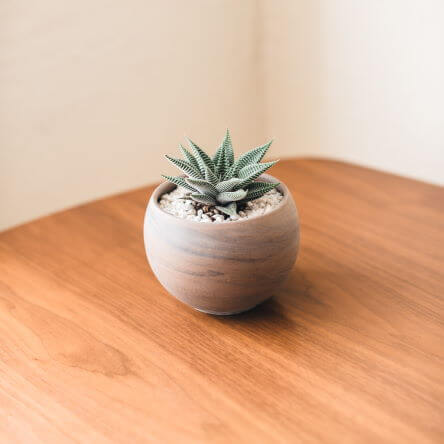 Un cactus dans un pot à fleurs