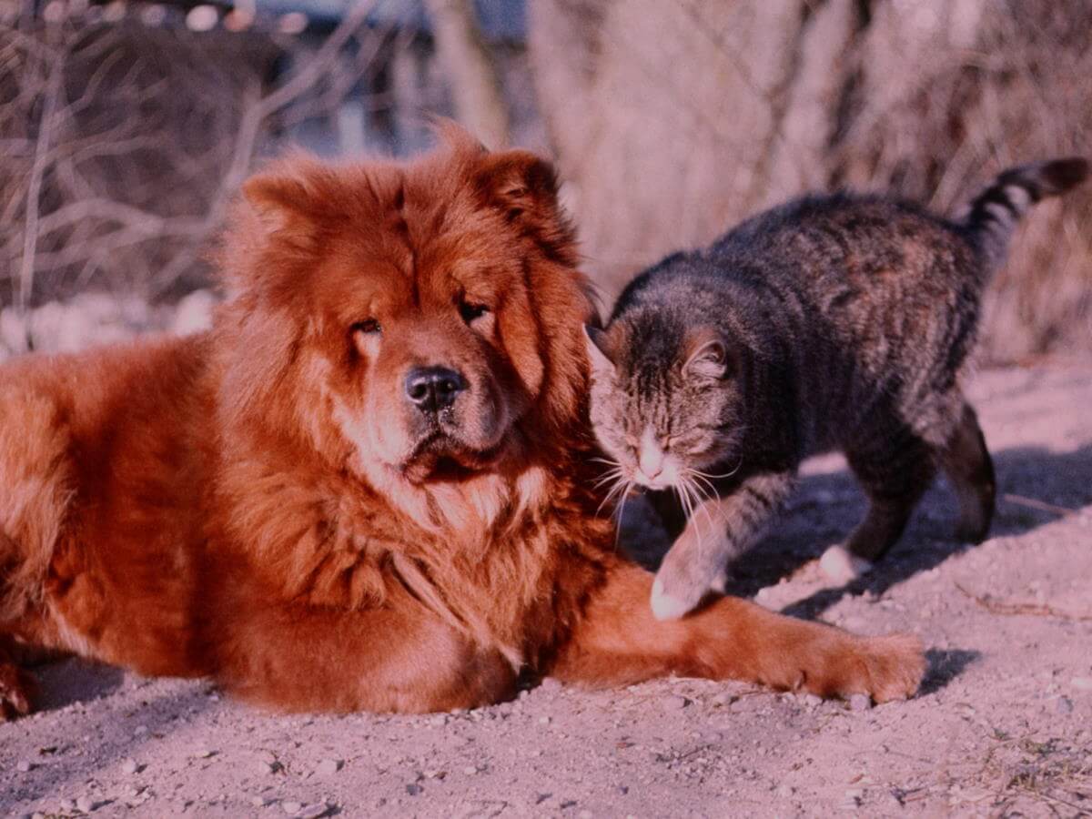 Un chien tolère un chat près de lui.