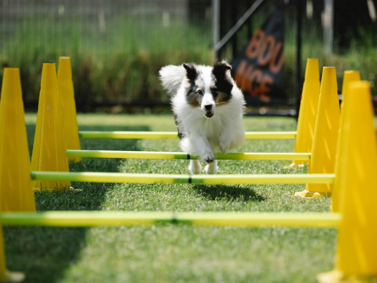 Un chien fait une course à obstacles.