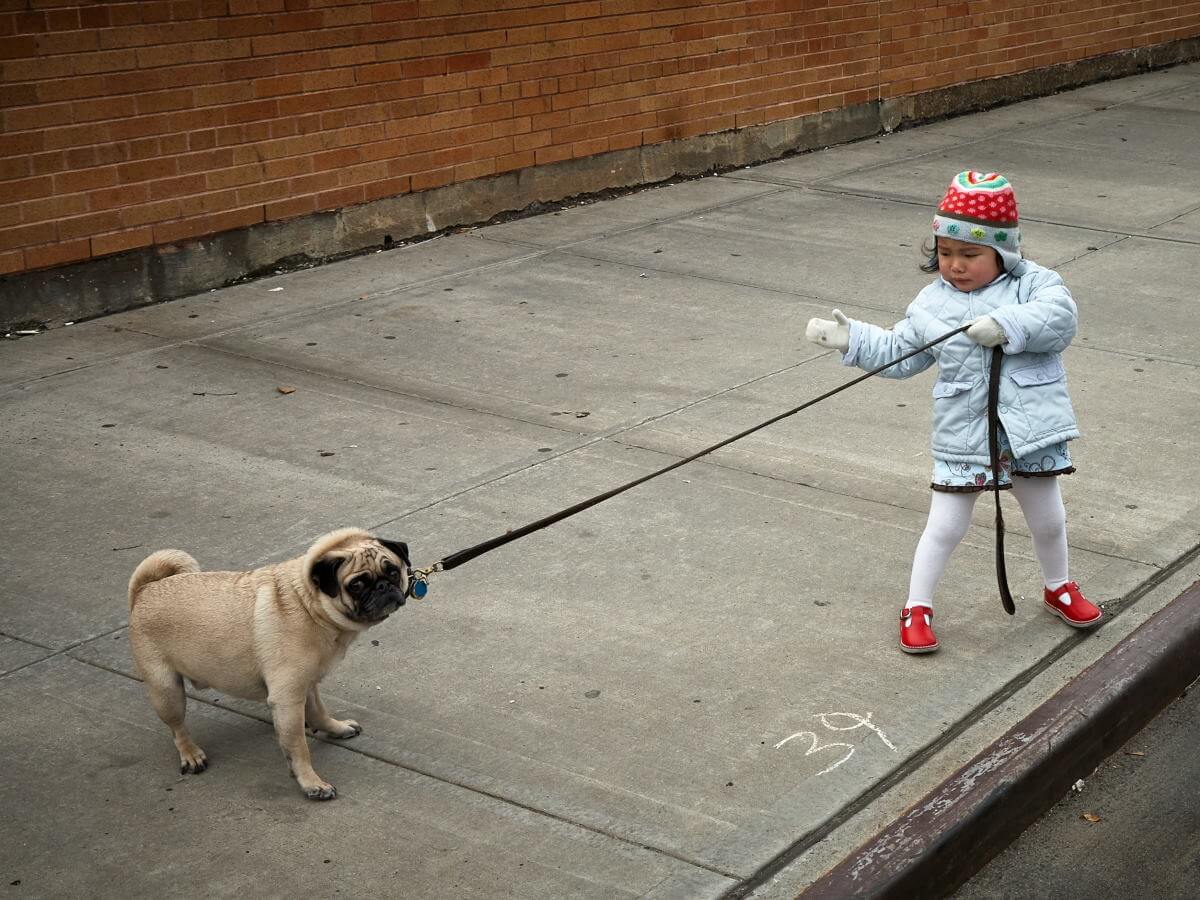 Un chien entêté refuse de suivre une fillette.