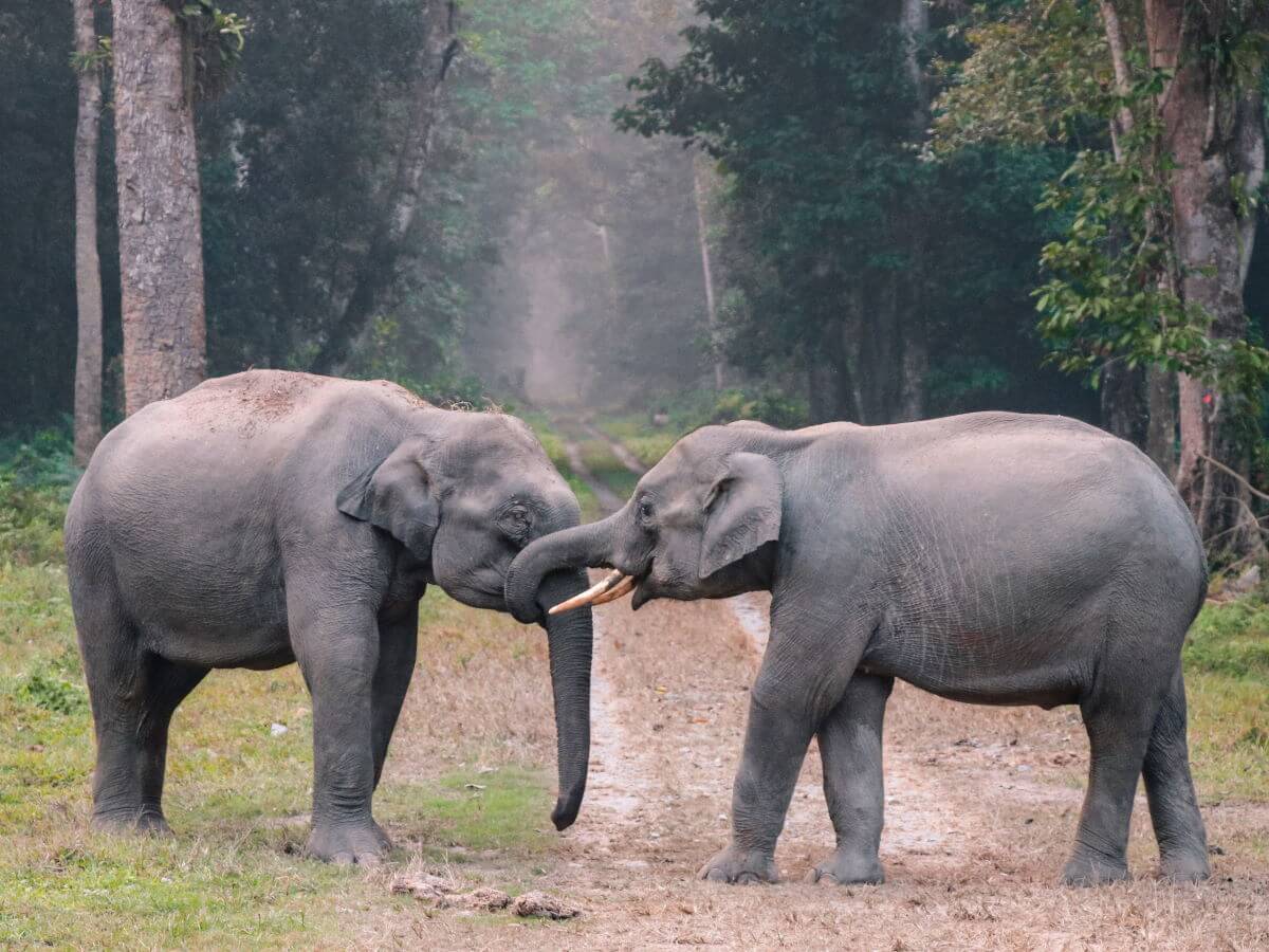 Deux éléphants se touchent avec la trompe.