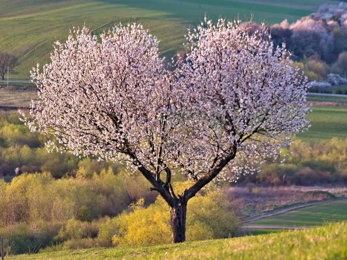 Un arbre feuillu en forme de cœur.