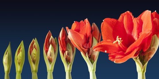 Les différentes étapes d’éclosion d’une fleur