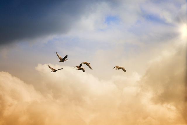  Des oiseaux volent en liberté dans le ciel.