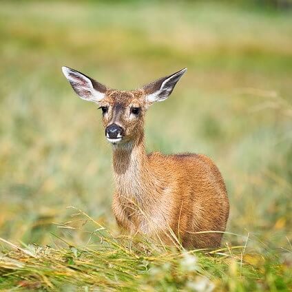 Un jeune cerf semble surpris par la prise de la photo.