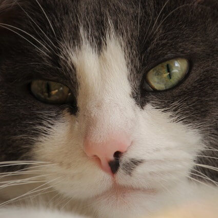 Gros plan sur un chat noir et blanc