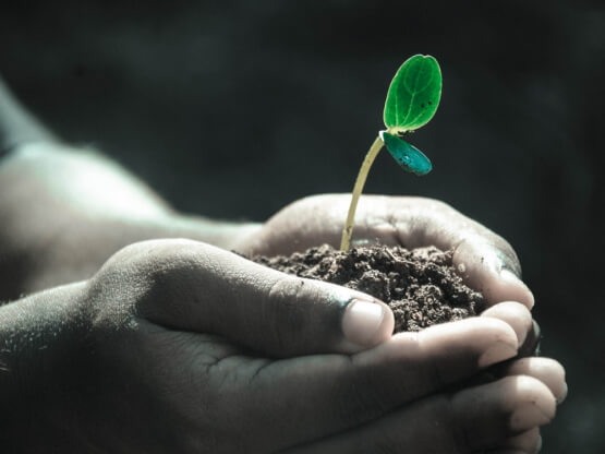Une plante minuscule tenue au creux de deux main