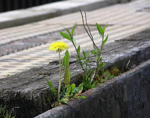 Des plantes poussent dans un environnement difficile.