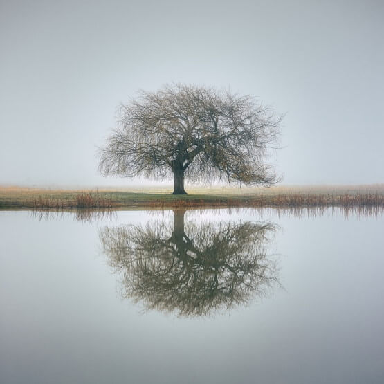 Reflet d’un arbre sur une étendue d’eau immobile