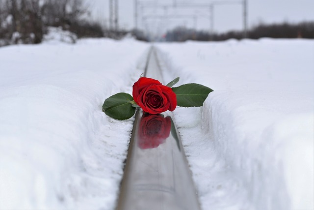 Une rose déposée sur une chemin de fer