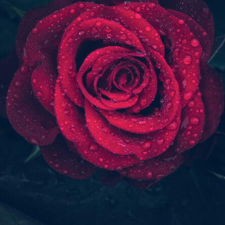 Rose alourdie par de gouttelettes d’eau